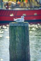 fiskmås Sammanträde på Pol i hamn foto