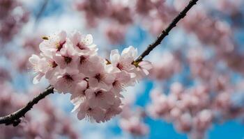 ai genererad körsbär blommar på en träd i främre av en blå himmel foto