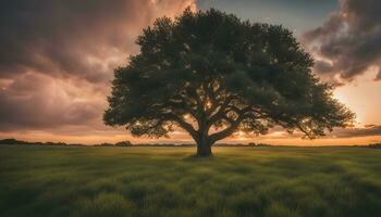 ai genererad en ensam träd står i en fält under en solnedgång foto