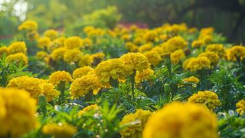 stänga upp av en blomning gul ringblomma blomma tagetes erecta mexikansk aztec eller afrikansk ringblomma i de trädgård på suddig naturlig grön bakgrund med morgon- solljus foto