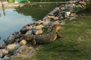 övervaka ödla vilar på de gräs nära de damm på makut rommayasaran parkera, nonthaburi, thailand foto