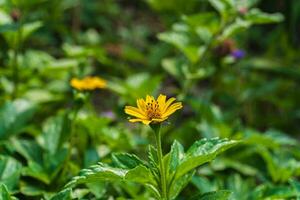 stänga upp av blomning gul wedelia chinensis blomma på suddig naturlig grön bakgrund med kopia Plats. foto
