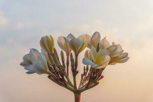 en stänga upp av frangipani blomma bukett på kväll klar himmel bakgrund foto