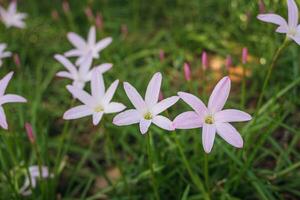 en blomning vit zephyranthes eller regn lilja blomma på suddig naturlig grön bakgrund med kopia Plats. foto