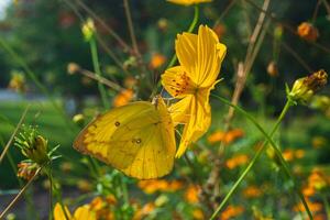 stänga upp av gul fjäril eller citron- emigrant- eller allmänning emigrant- fjäril på blomning gul kosmos blomma med suddig grön trädgård bakgrund foto