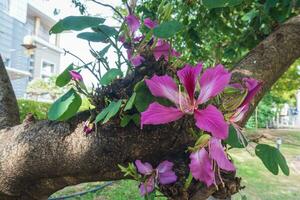 stänga upp av blomning rosa bauhinia purpurea l blomma på naturlig grön suddig bakgrund med kopia Plats. foto