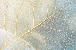 ai genererad stänga upp av fiber strukturera av torr löv textur bakgrund. cell mönster av skelett löv, lövverk grenar, blad vener abstrakt av höst bakgrund för kreativ baner design. foto