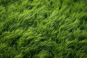 ai genererad grön gräs textur bakgrund. stänga upp av färsk vår gräs topp se foto