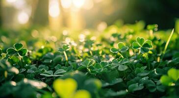 ai genererad shamrocks på de gräs på en solig bakgrund foto