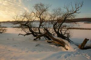 frostig vinter- i Ryssland. skön soluppgång i sibirien. kall vinter- Foto. foto