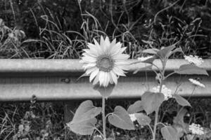 fotografi på tema skön vild växande blomma solros på bakgrund äng foto