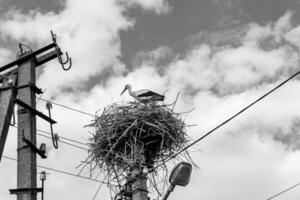 skön vinge stork i trä- pinne bo på gata lampa foto