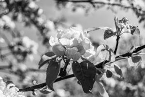 fotografi på tema skön frukt gren äpple träd med naturlig löv under rena himmel foto