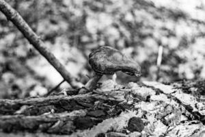 fotografi till tema stor skön giftig svamp i skog på löv bakgrund foto