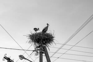 skön vinge stork i trä- pinne bo på gata lampa foto