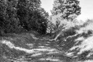 fotografi på tema skön gångstig i vild lövverk skog foto