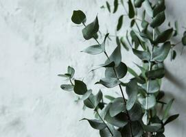 ai genererad en enda eukalyptus växt staplade mot en vit vägg foto