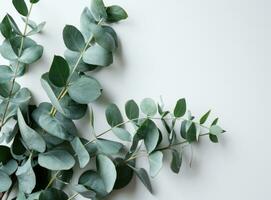 ai genererad grön eukalyptus växt isolerat på vit bakgrund topp se foto