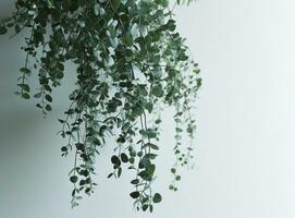 ai genererad naturlig eukalyptus växt hängande från de vit vägg foto
