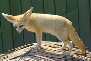 närbild av fennec räv foto