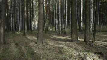 skog träd. natur grön trä. natur parkera träd. höst i de skog foto