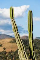 kaktus och vegetation i förgrunden med den vackra utsikten över petropolisbergen