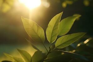 ai genererad färsk grön blad med solljus på suddig grönska bakgrund. naturlig grön löv bokeh. foto
