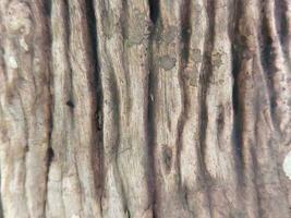 bark av träd i de skog, närbild av Foto