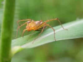 oxyopes salticus Spindel på en blad med vatten droppar i de morgon- foto