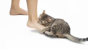 stänga upp av en ung tabby katt biter en kvinnas fötter. söt kattunge är spelar med ägarens fötter isolerat på vit bakgrund. stygg ostyrig katt bitande ett fot. dålig beteende av sällskapsdjur foto