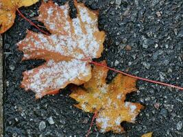 på grå asfalt gul lönn blad täckt med snö foto