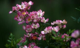 rosa blommor är blomning i de trädgård foto