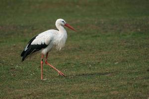 vit stork i zoo foto