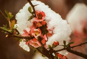 snö på en gren av ett äpple träd foto