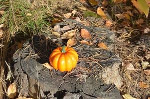 liten höstpumpa för halloween i skogen foto