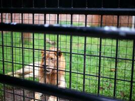 en manlig lejon Sammanträde rejält i de gräs inuti de bur, en Foto från utanför de bur