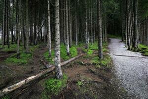 se av gammal gran alpina skog foto