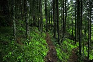 se av gammal gran alpina skog foto