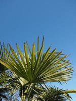 palmträd lämnar bakgrund med kopia utrymme