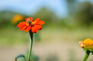 humble-bee sitter på en röd dahlia blomma foto