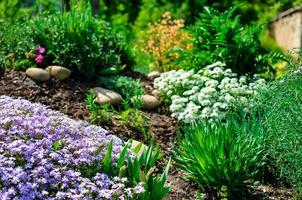 rabatt med stenar, vita och lila blommor och en massa gröna växter foto