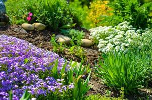 rabatt med stenar, vita och lila blommor och en massa gröna växter foto