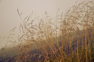morgondagg i gräs torrt fält med dagg droppe. foto