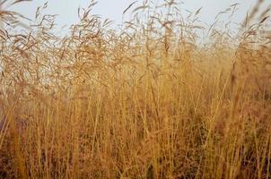 morgondagg i gräs torrt fält med dagg droppe. foto