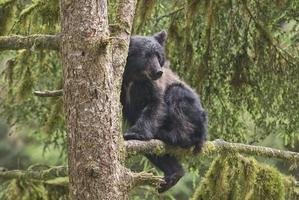 svartbjörnunge i träd, anan creek, alaska foto