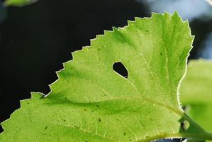 närbild konsistens av ett grönt blad som bakgrund, med solljus foto