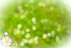 grön suddig naturlig bakgrund med skön bokeh. vår tid. foto