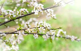 körsbär blomma grenar. vår tid. solig dag. selektiv fokus. foto