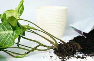 repotting fröplanta av syngonium växt i de pott. transplantation krukväxt. begrepp omtänksam för inomhus- växter. Hem trädgårdsarbete. närbild. selektiv fokus. foto