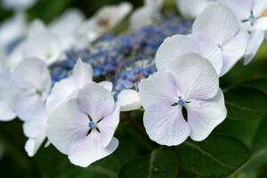 penny mac, hortensia macrophylla foto